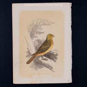 1851 THE YELLOW BUNTING – Antique Lithograph – Original The Natural History of the Sacred Scriptures, and Guide to General Zoology