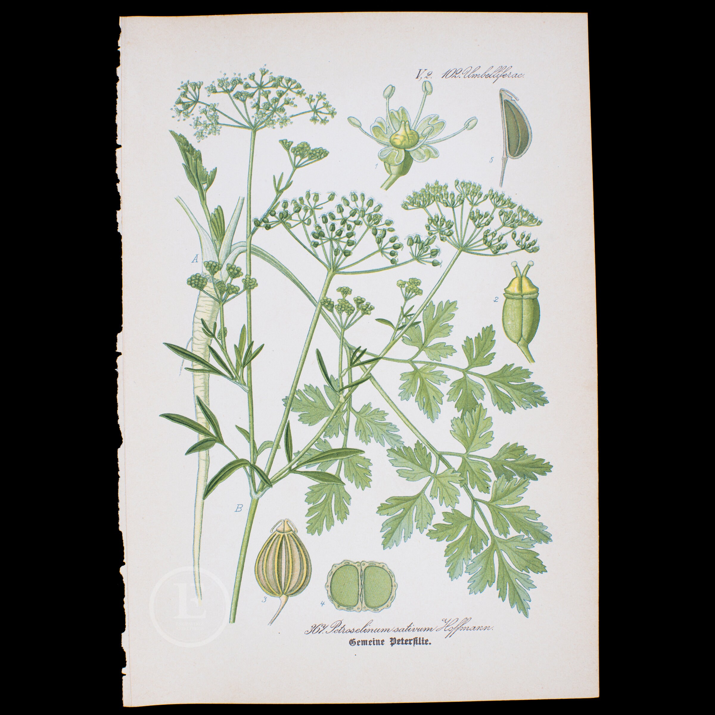 1886 PETERSELIE - Zeldzaam/origineel van de Flora van Duitsland, Oostenrijk en Zwitserland - Schaars!