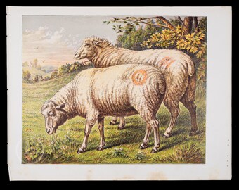家畜の羊(Ovis aries)、ムフロン(Ovis musimon) | 1886年 家畜の羊(Ovis aries)、ムフロン(Ovis musimon) | 1886年