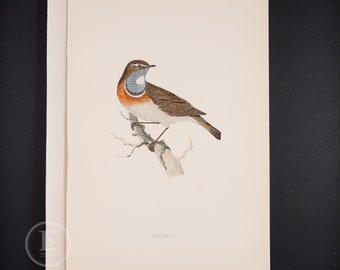 一般的なアメリカの鳥の卵の図表 エドワード朝の自然史リトグラフ