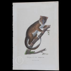 1840  POSSUM  - Hand-Colored Steel Engraving with Gum Arabic Finish from Complements de Buffon par P. Lesson
