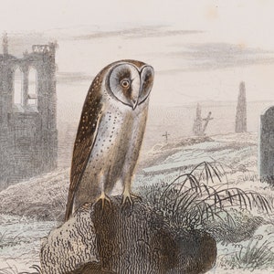The barn owl / Original Hand-colored plate from "Ouvres Complete de Buffon" 1866 - Small beautiful print!