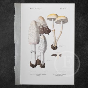 1910 Slender Roundhead, Shaggy Inkcap - Original Vintage Color Lithography - Mushroom print - Champignon Print