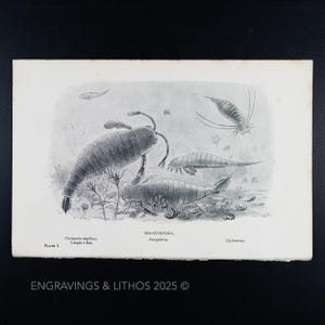 1897 ESCORPIONES MARINOS (pterygotus anglicus y eurypterus) – Impresión original de monstruos extintos ilustrada por J. Smit