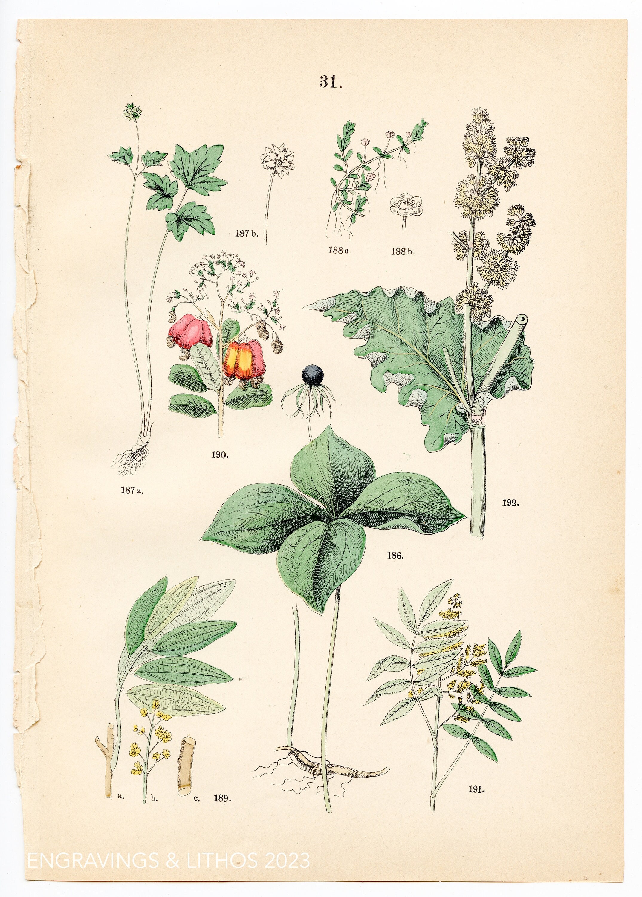 True lover’s knot, musk root, water wort, bay laurel, cashew nut, sumac, chinese rhubarb: Original plate from "Pflanzen-Atlas, Hoffman 1883