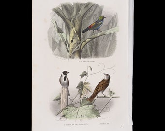 Paradise Tanager and Ortolan / Hand-colored plate from "Ouvres Complete de Buffon" 1866