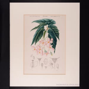 1849 SHINY BEGONIA - Matte included - Dictionnaire d&#39;histoire by Charles d&#39;Orbigny-Engraving Hand Colored! Ready to frame or gift.