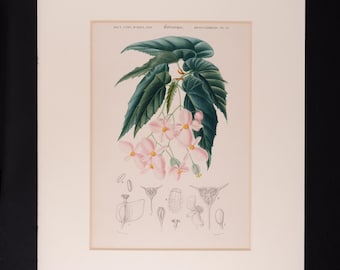 1849 - SHINY BEGONIA– Original d’Orbigny Hand-Colored Engraving, Matted