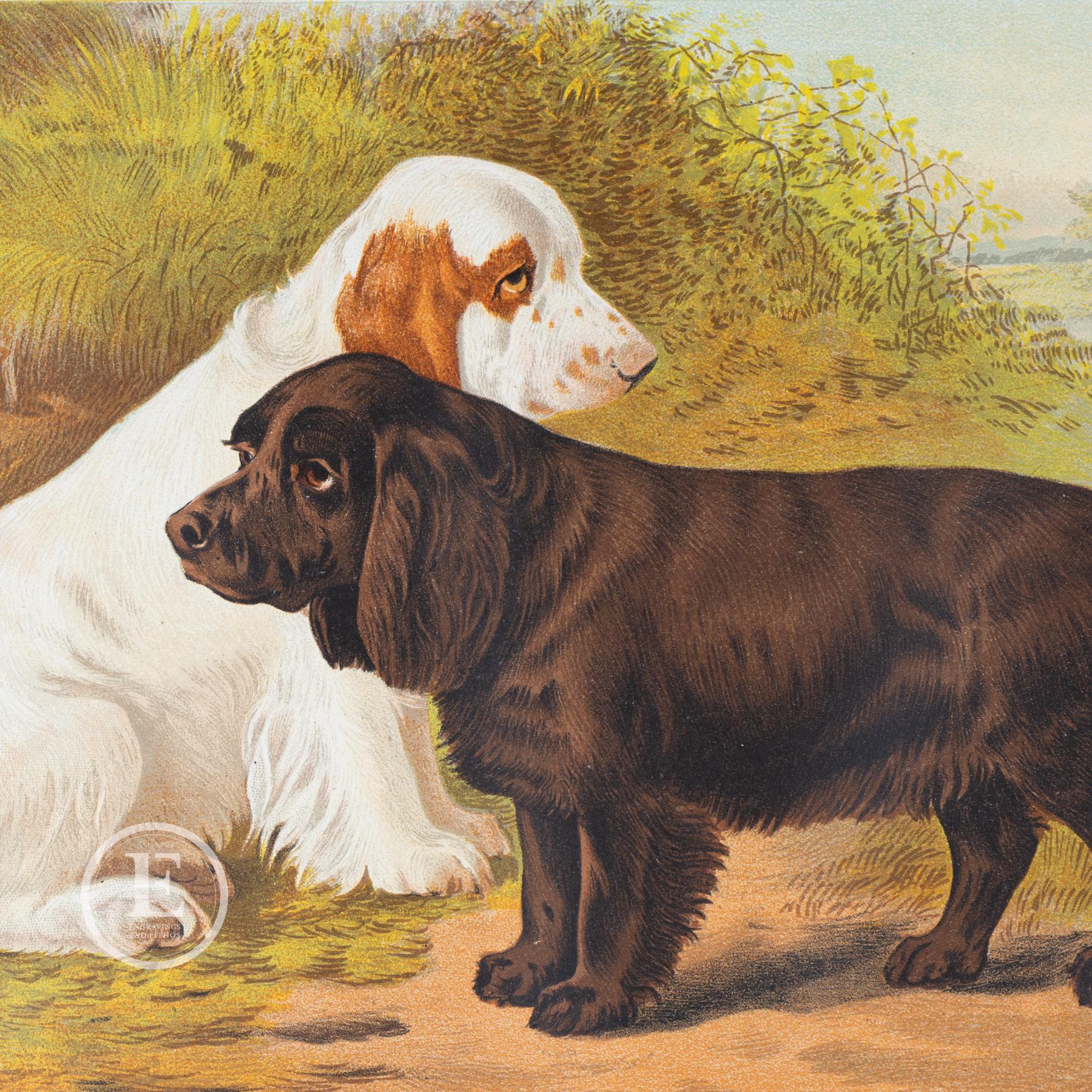1881 FIELD SPANIELS - Original Lithography Out of 