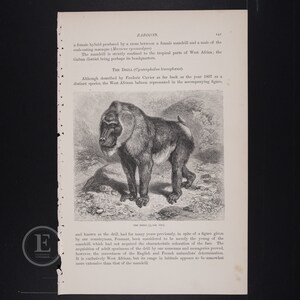 May include: An antique illustration of a drill baboon, a type of primate, from a vintage book. The detailed black and white engraving shows the baboon standing on a rocky surface, with text surrounding the image. The page is aged with visible wear.