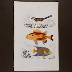 1846 LAVANDERA Y PEZ - Grabado muy RARO, bellamente realzado con acuarela del Dictionnaire Classique