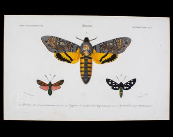 1849 - Death's-head hawkmoth - Dictionnaire d'histoire by Charles d'Orbigny - Original engraving HAND COLORED!