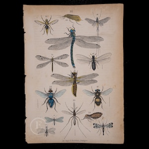 1871 Dragonfly, Mayfly, Antlion, Termite, Flea, Hornet, Snakefly, Lacewing  - Original Lithography from Natural History by Heinrich Rebau