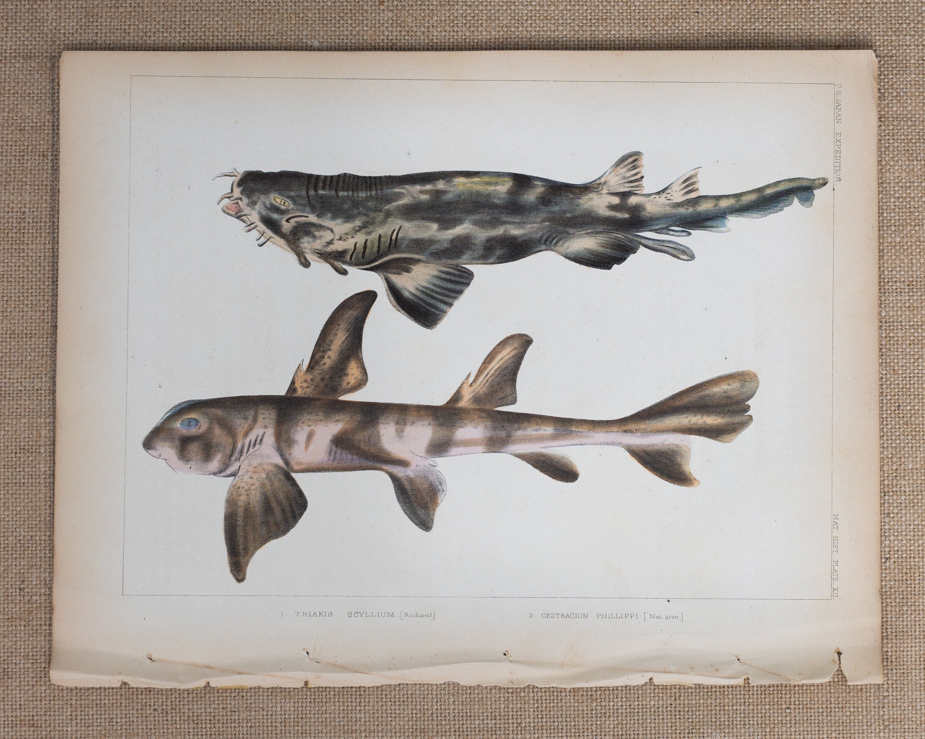 Sharks of Japan, Bullhead and Houndshark - Very Rare - Original Lithography  Out of \, image size:3000x2397