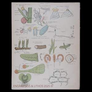 1880 ANATOMIE van chara en varen: originele lithografie van structuren uit een antieke biologische atlas, schaars!