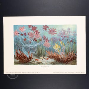 1911 CRINOIDEOS EN EL OCÉANO ANTIGUO, Nenúfares del Paleozoico - Original de Tiere der Urwelt - (Criaturas del Mundo Primitivo - Serie 3)