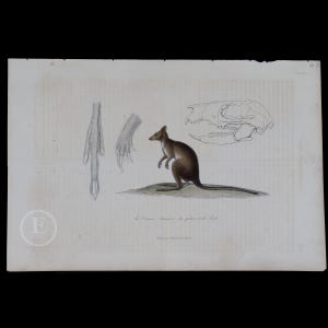1840  KANGAROO - Hand-Colored Steel Engraving with Gum Arabic Finish from Complements de Buffon par P. Lesson
