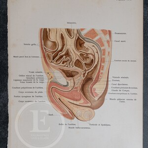 Midline section of the pelvis in a man - Human Anatomy - Topographyc Anatomy Book 1905 - Rare Lithography