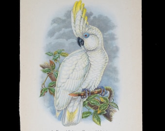 CACATÚA DE OJOS AZULES (Cacatua ophthalmica) - ¡Impresión litográfica offset vintage con colores impresionantes de 1940!