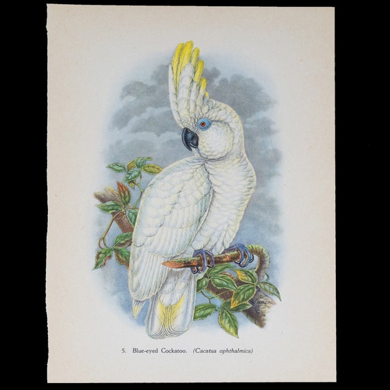 BLUE-EYED COCKATOO (cacatua Ophthalmica) - Vintage Offset