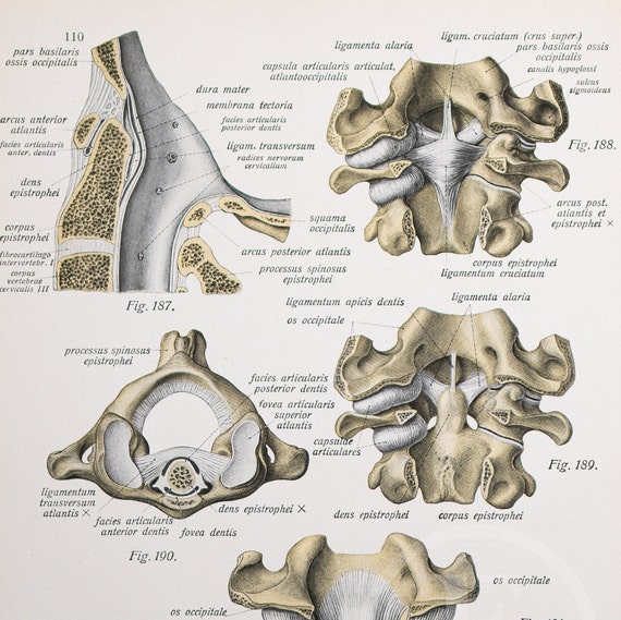 洋書　vertebrate anatomy Comparative Anatomy: Manual of Vertebrate Dissection