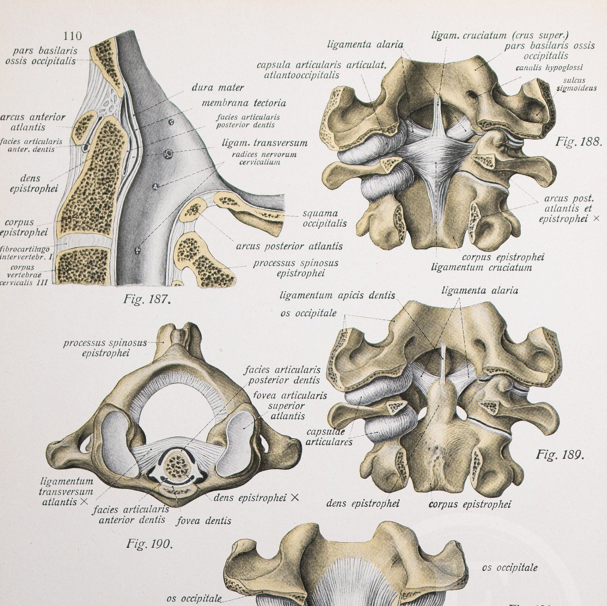 Sternum, Atlanto-occipital Joint, Alar Ligaments / Human