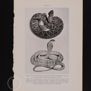 The Largest Poisonous Snakes:  The Diamond-back Rattlesnake and The King Cobra    - Original vintage print circa 1935