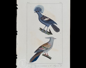 Crowned Pigeon and Crested Pigeon  / Authentic Steel engraving from Oeuvres de Buffon 1829 - Hand colored!