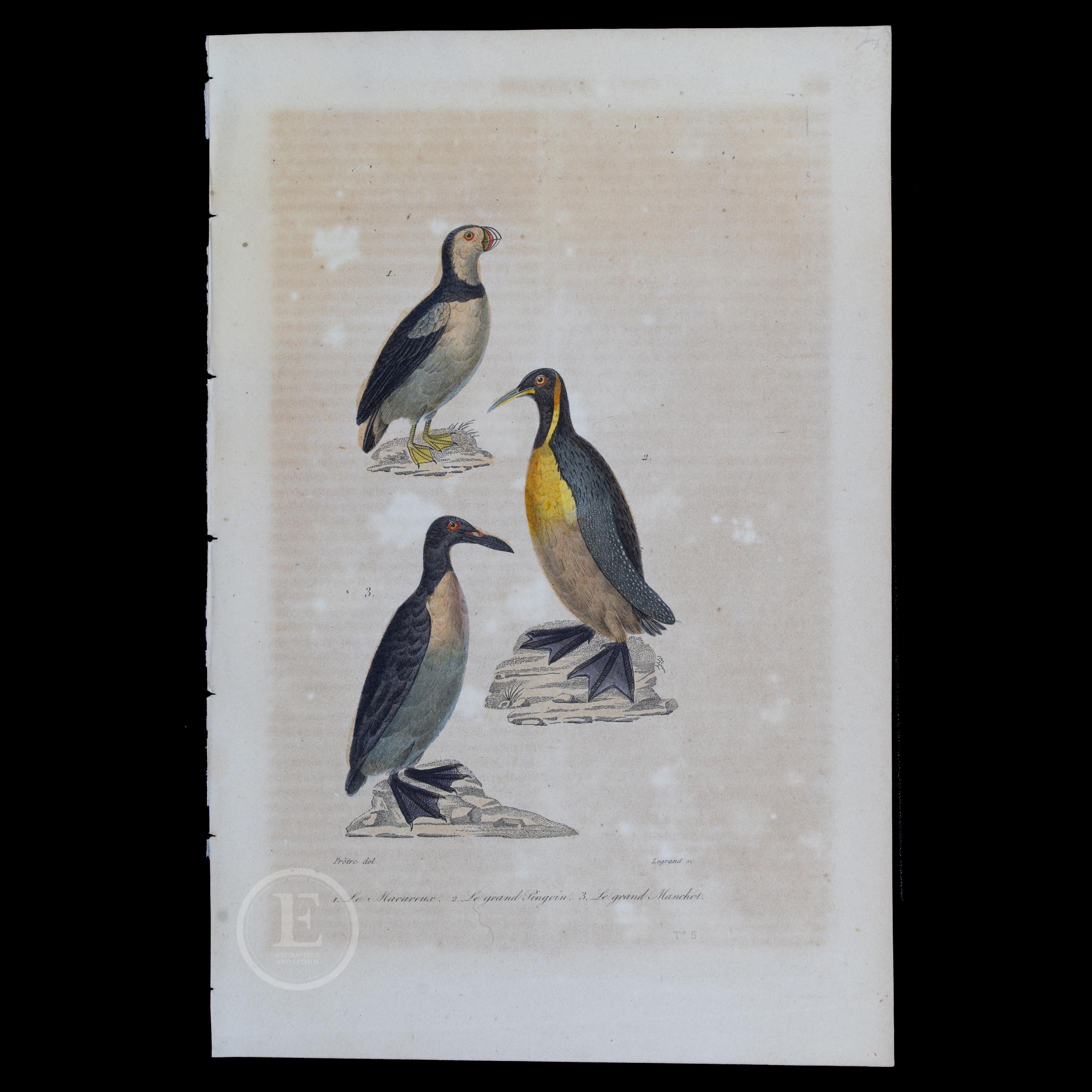 Great Auk Antique - Etsy