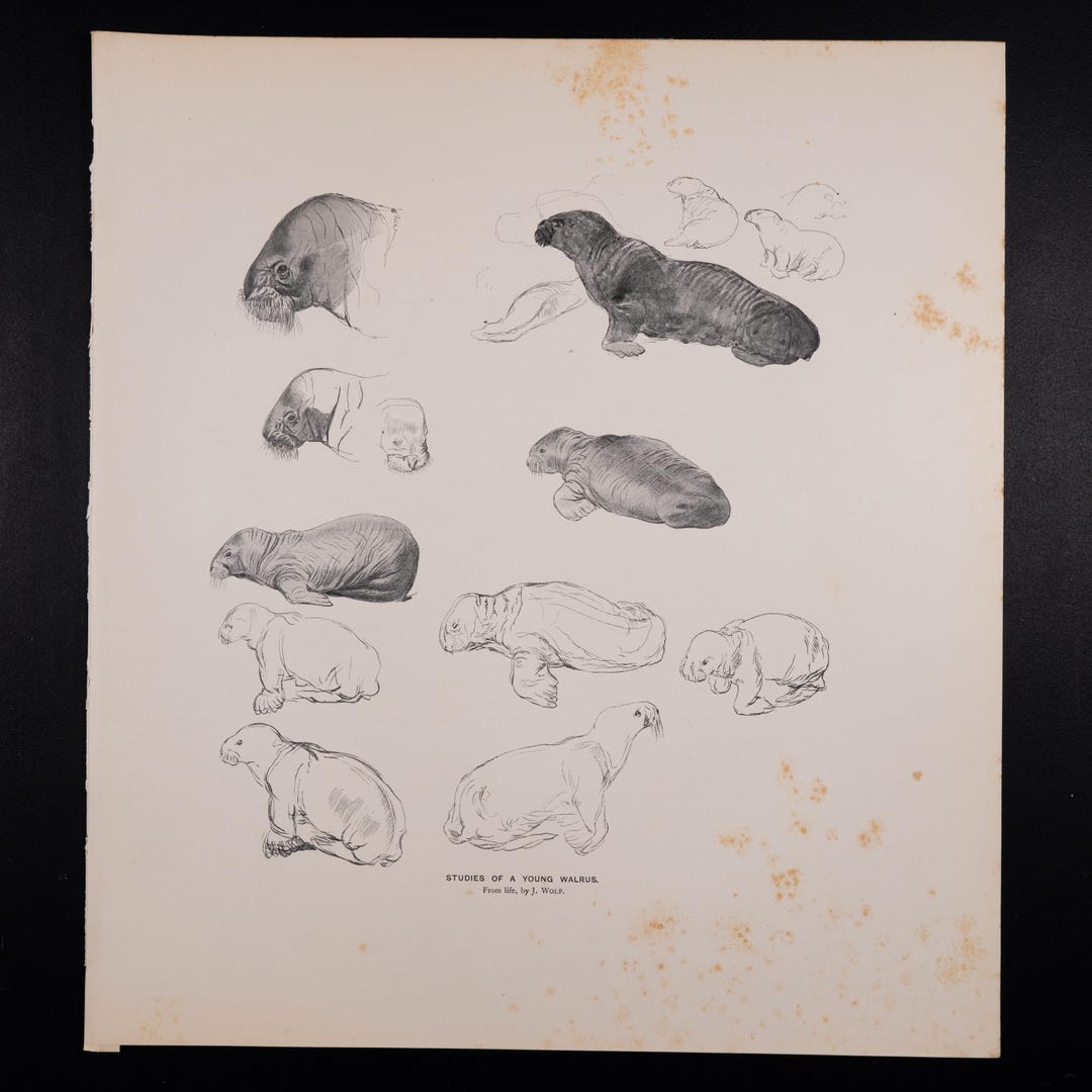 Studies of a Young Walrus / Offset Vintage Lithography "the Mammals of ...