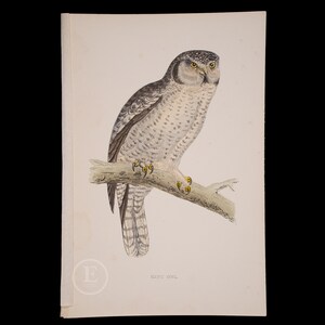 HAWK OWL  - British Birds - Original colored engraving 1856, ornithology authentic plate!