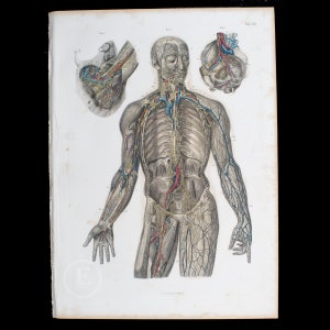 May include: A vintage anatomical illustration depicting the human circulatory system. The image shows the veins and arteries of the body in detail, with the heart, lungs, and other organs visible. The illustration is printed in shades of red, blue, and brown on a white background.