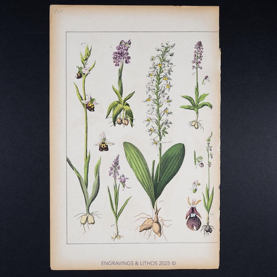 Ca. 1891 BEE & WILD ORCHID Varieties - Antique Botanical