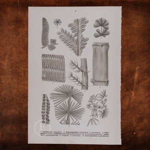 May include: A black and white illustration of various types of fossilized plants, including Goniopteris emarginata, Sphenophyllum Schlotheimi, and Calamites. The illustration is labeled with the scientific names of each plant.