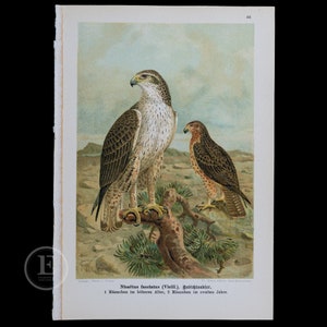 May include: A vintage illustration of two hawks perched on a branch. The hawk on the left is larger and has a white head and chest, while the hawk on the right is smaller and has a brown head and chest. The illustration is printed on a cream-colored paper with a brown border.