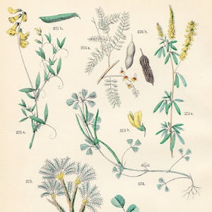 Sweet pea, true indigo, white sweet clover, fenugreek, milk-vetch, tamarind original plate from &quot;Pflanzen-Atlas - Carl Hofman 1883