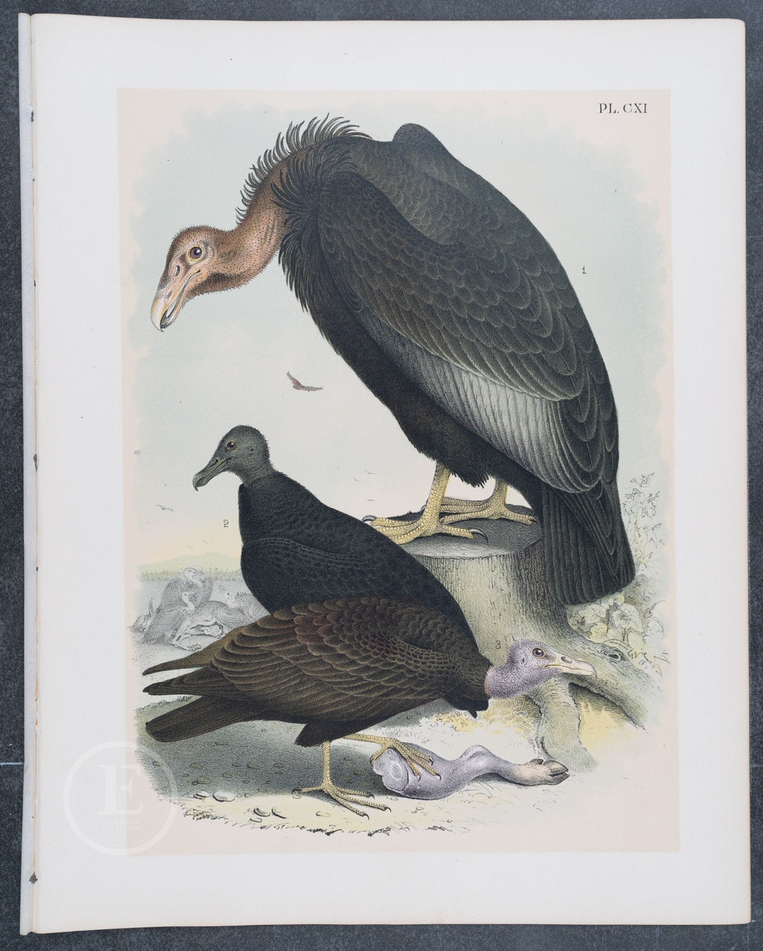 California Condor Turkey Buzzard and Carrion Crow . Original Etsy