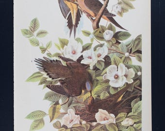 1937 MOURNING DOVE - Vintage Druck von "John James Audubon Birds of America"