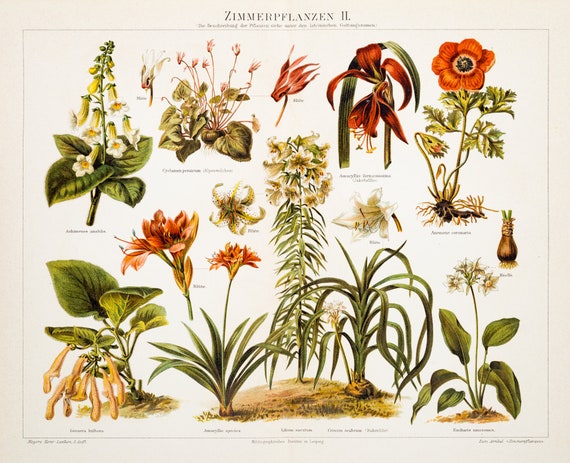 compo hortensien- und kameliendünger COMPO BIO Rhododendron- und Hortensien Langzeit-Dünger mit Schafwolle  kaufen main image 1