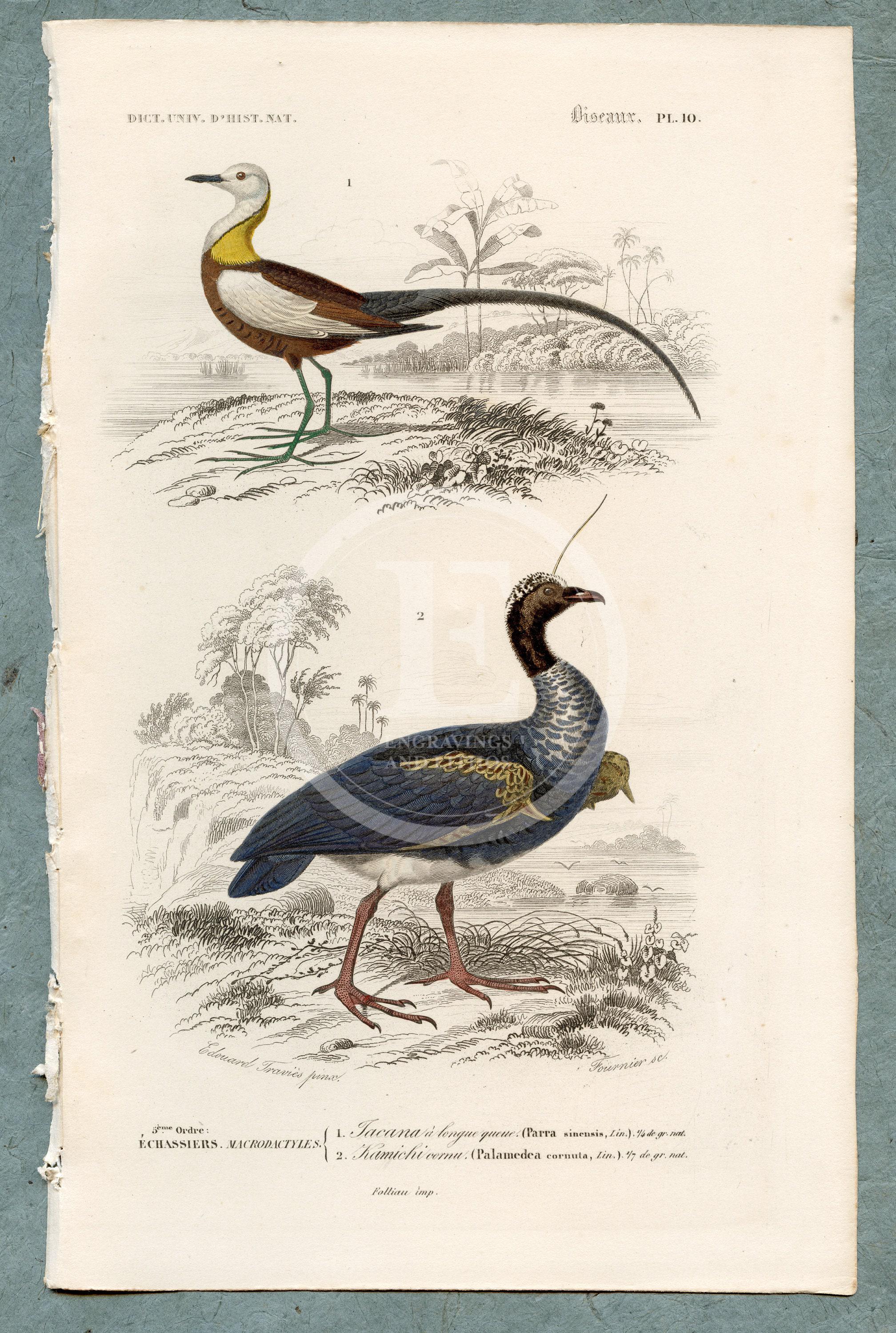  Birds　Dyynia 1849 Horned Screamer Bird and Pheasant-tailed Jacana