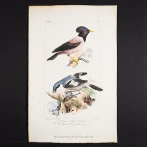 ca1867  ROSY STARLING & Northern SHRIKE – Histoire Naturelle des Oiseaux d’Europe by C. L. Lemaire – Hand-Colored Engraving –Very Rare Plate