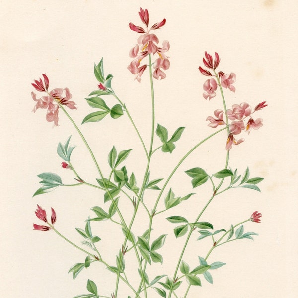 Indigofera plant and flowers - Dictionnaire Universel d'histoire Naturelle by Charles d'Orbigny 1849 - Original - HAND COLORED!