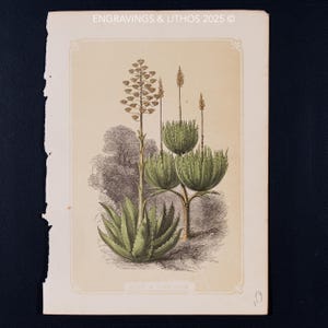 1851  ALOE & LING ALOE – Antique Lithograph – Original The Natural History of the Sacred Scriptures, and Guide to General Zoology