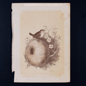 1851 WREN & NEST – Antique Lithograph – Original The Natural History of the Sacred Scriptures, and Guide to General Zoology