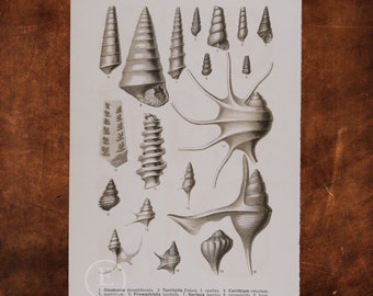 ANCIENT FOSSILS:  Variety of SEASHELLS  - Original Lithography of Fossils ca 1910