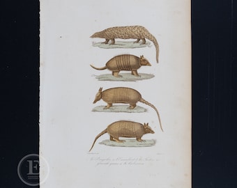 PANGOLIN and ARMADILLO / Authentic steel engraving from Oeuvres Completes de Buffon 1837 - Hand colored and very rare!