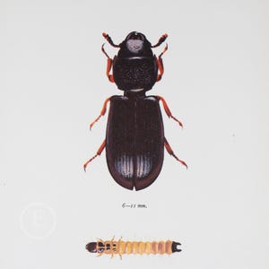 May include: A black beetle with orange legs and antennae. The beetle is 6-11 mm in size. The beetle is shown on a white background with a yellow and brown caterpillar below it.