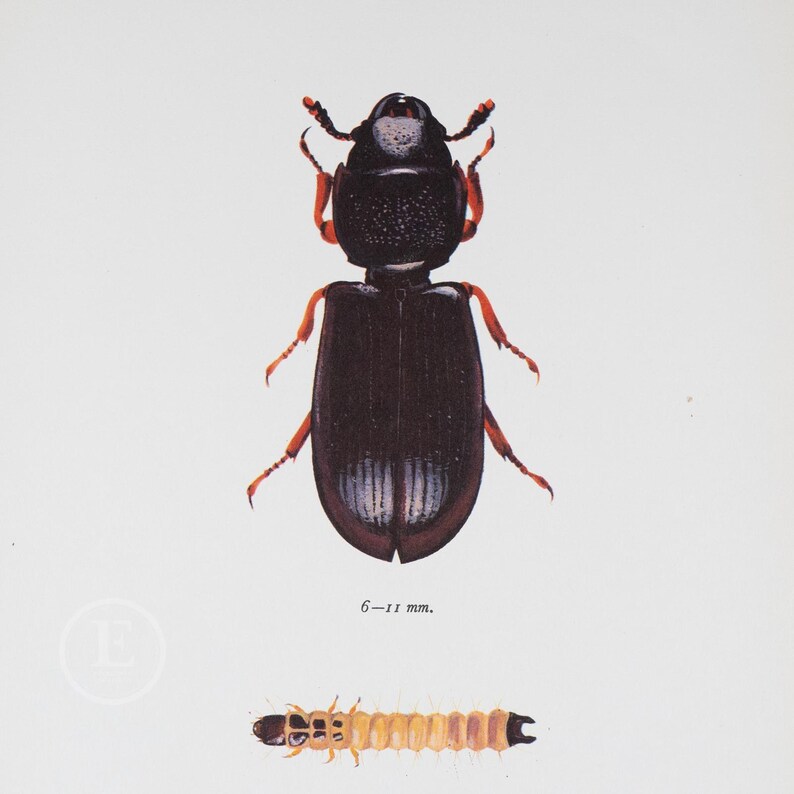 May include: A black beetle with orange legs and antennae. The beetle is 6-11 mm in size. The beetle is shown on a white background with a yellow and brown caterpillar below it.