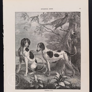 1857 HUNTER SPORTING DOGS -  Original lithography from Cassell&#39;s Popular Natural History