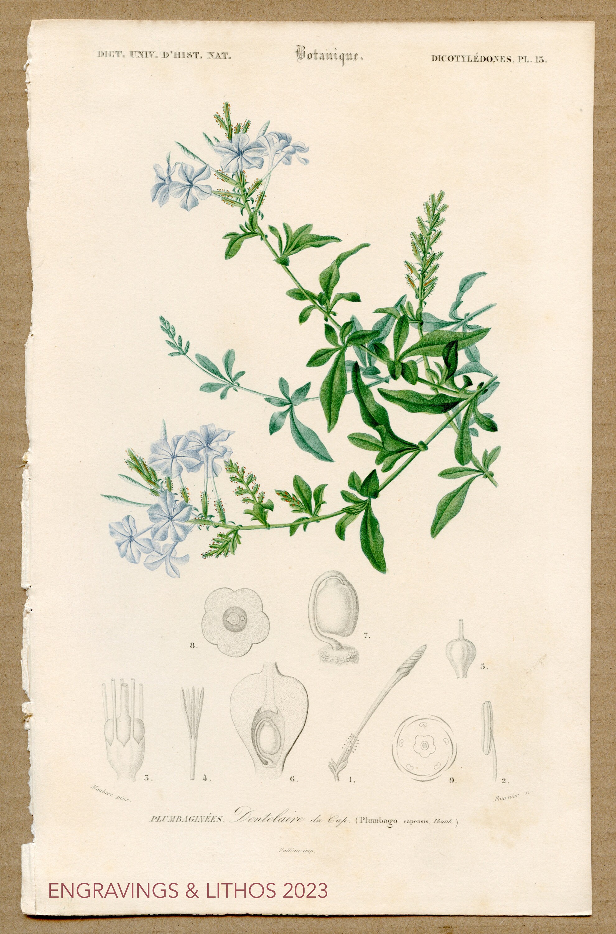 ルドゥーテ プルンバゴ「Plumbago caerulea」　額縁絵 botanical illustration ~ plumbago – pictures & mirrors